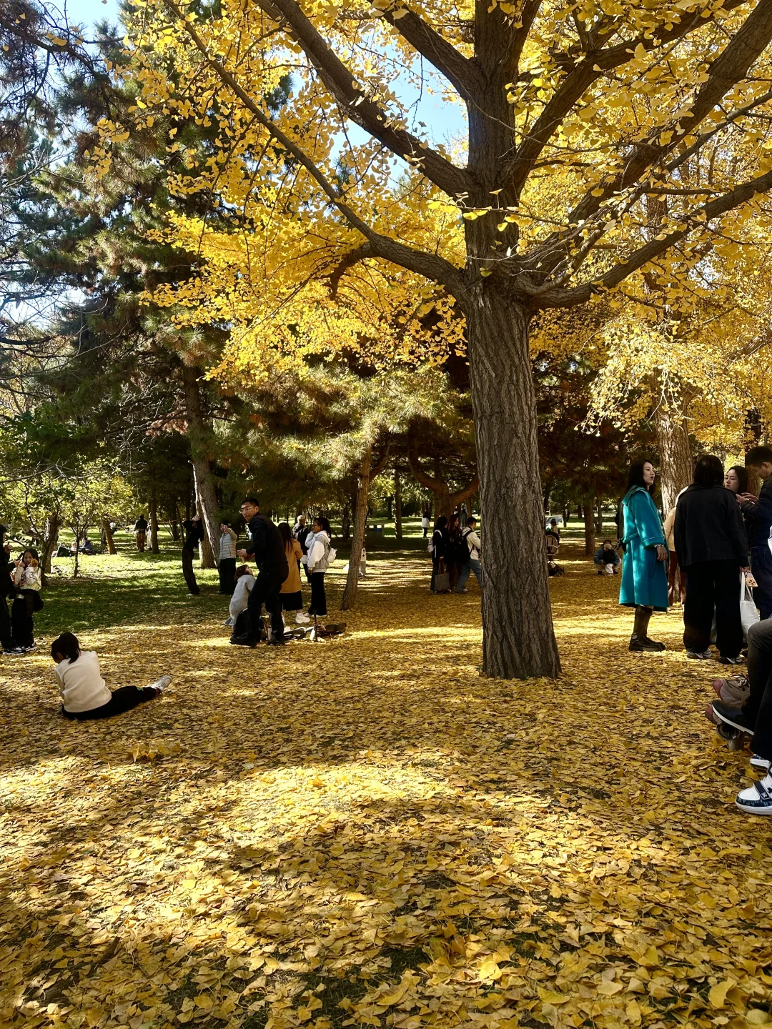 为了看晋祠五百年的银杏 来一次太原！