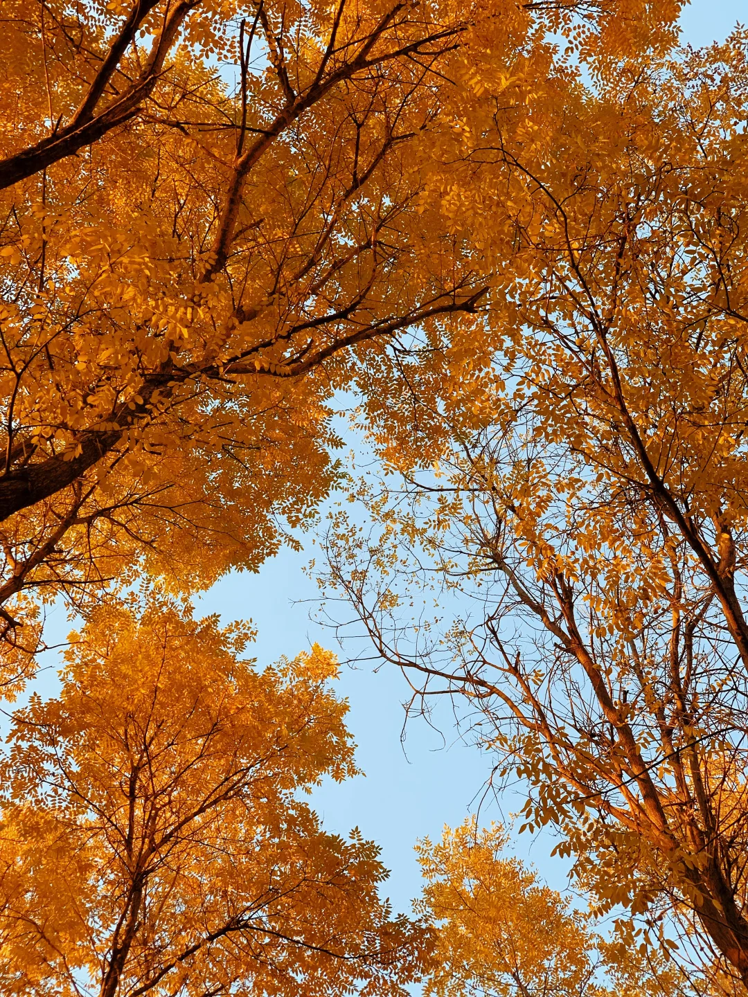 挖到太原秋景新坐标!!!!!!还有谁不知道!!!!