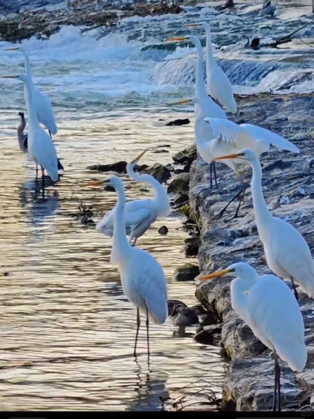 太原湿地公园有白鹭，大太原的环境越来越好