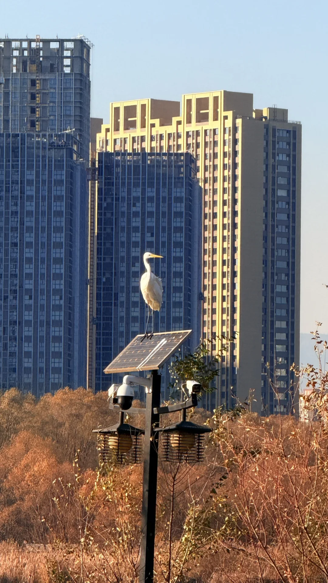 速来！太原冬日顶流已就位！白鹭美翻了！