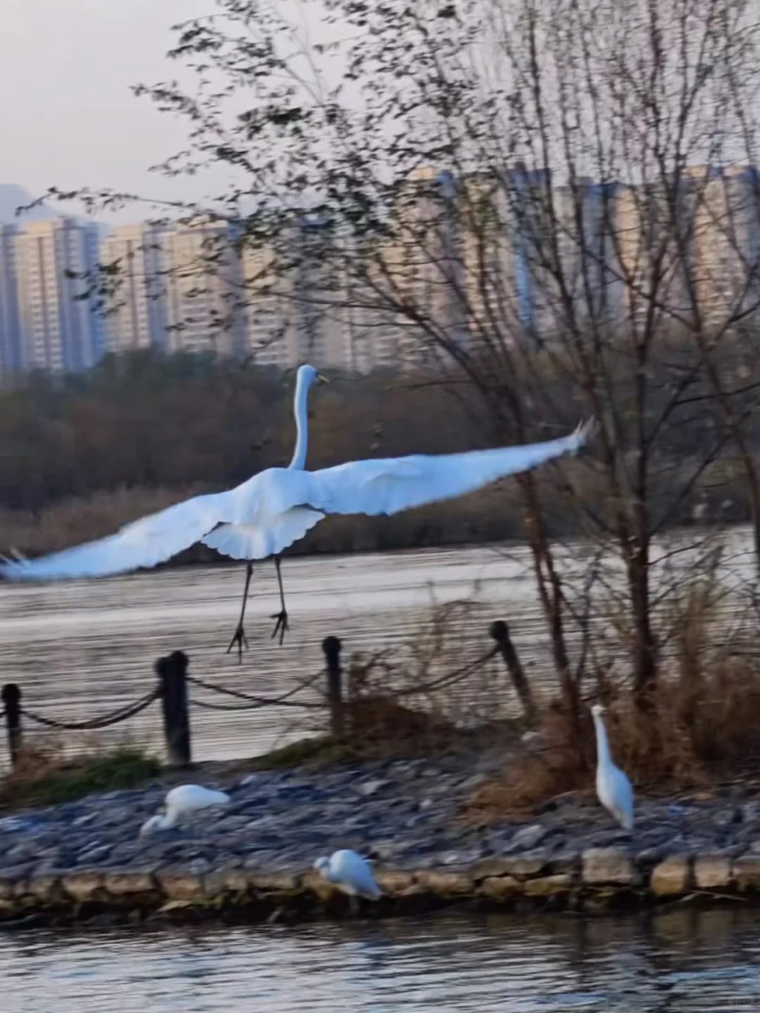 太原湿地公园有白鹭，大太原的环境越来越好