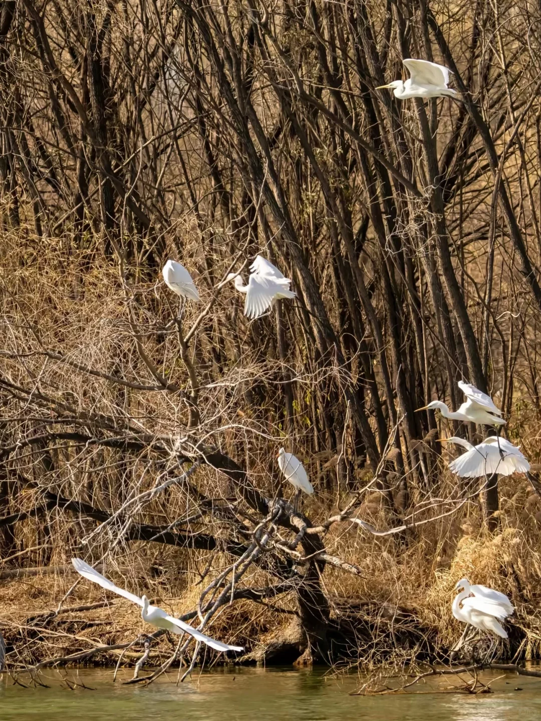 太原湿地公园有白鹭，大太原的环境越来越好