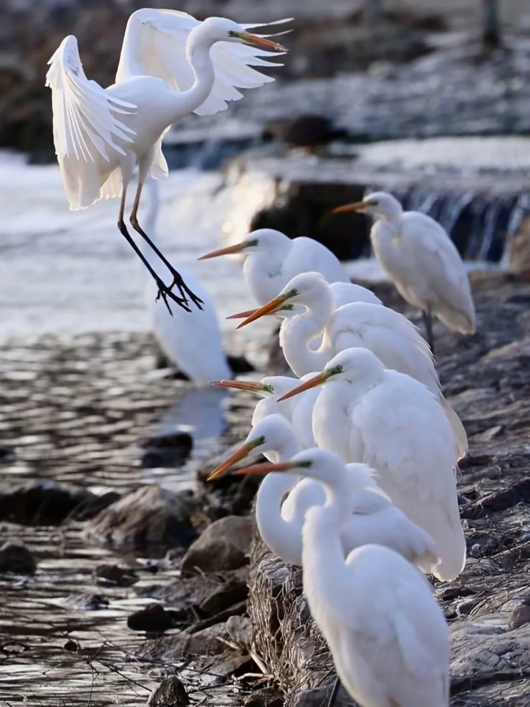 太原湿地公园有白鹭，大太原的环境越来越好
