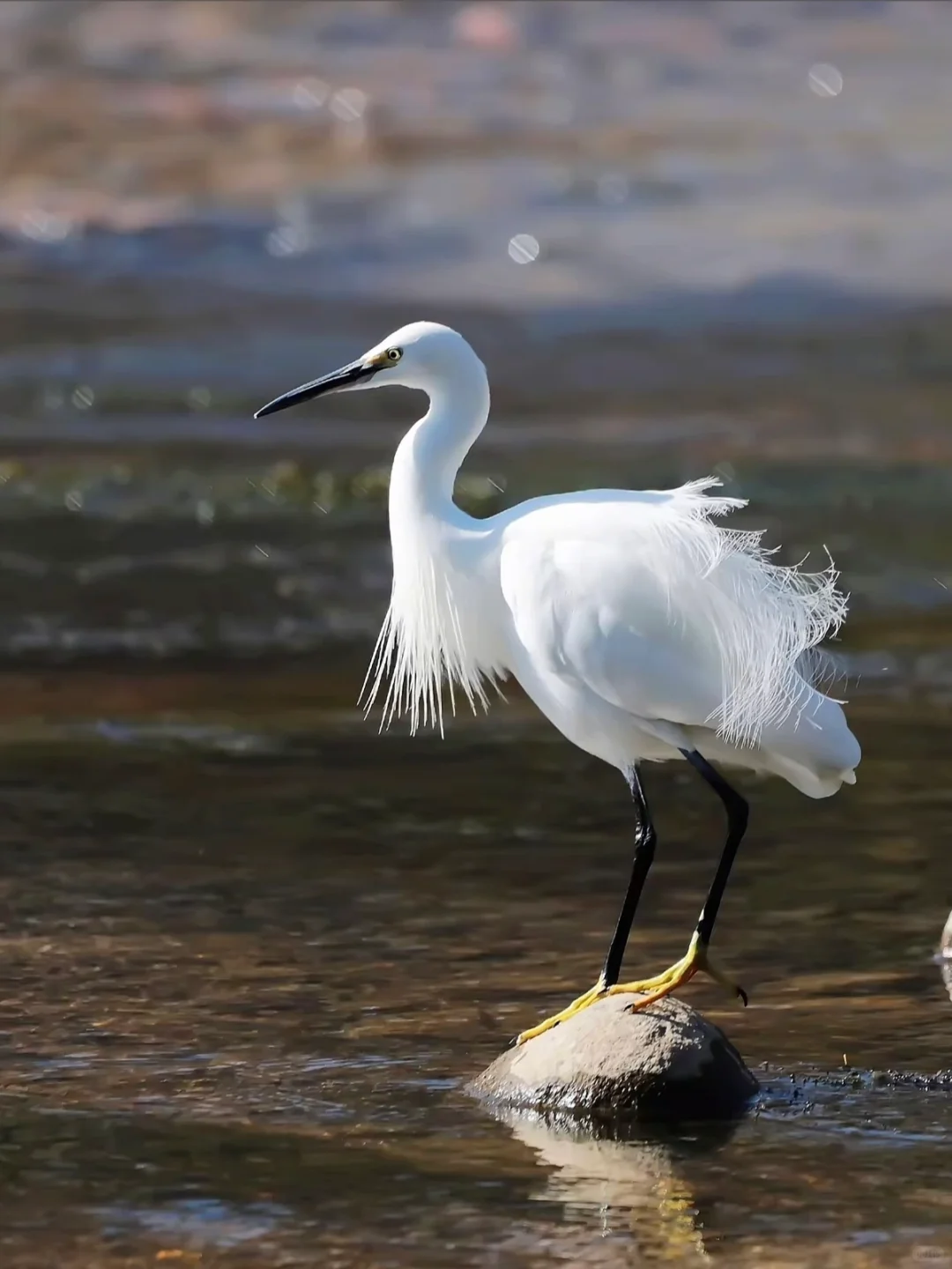 太原湿地公园有白鹭，大太原的环境越来越好