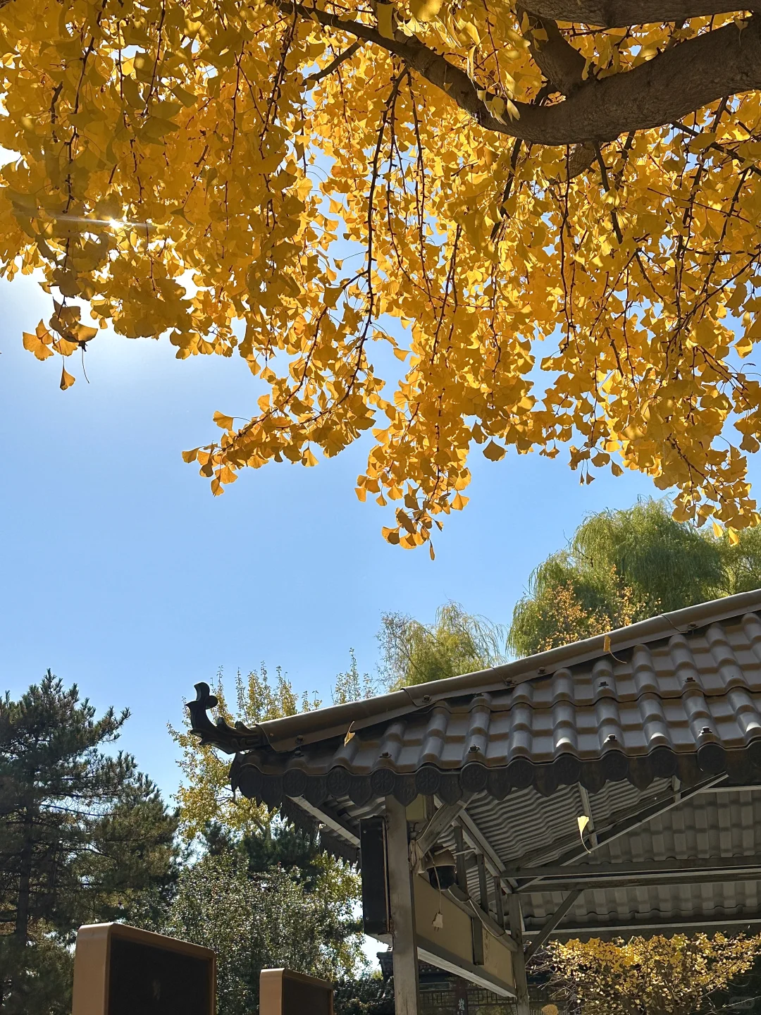 为了看晋祠五百年的银杏 来一次太原！