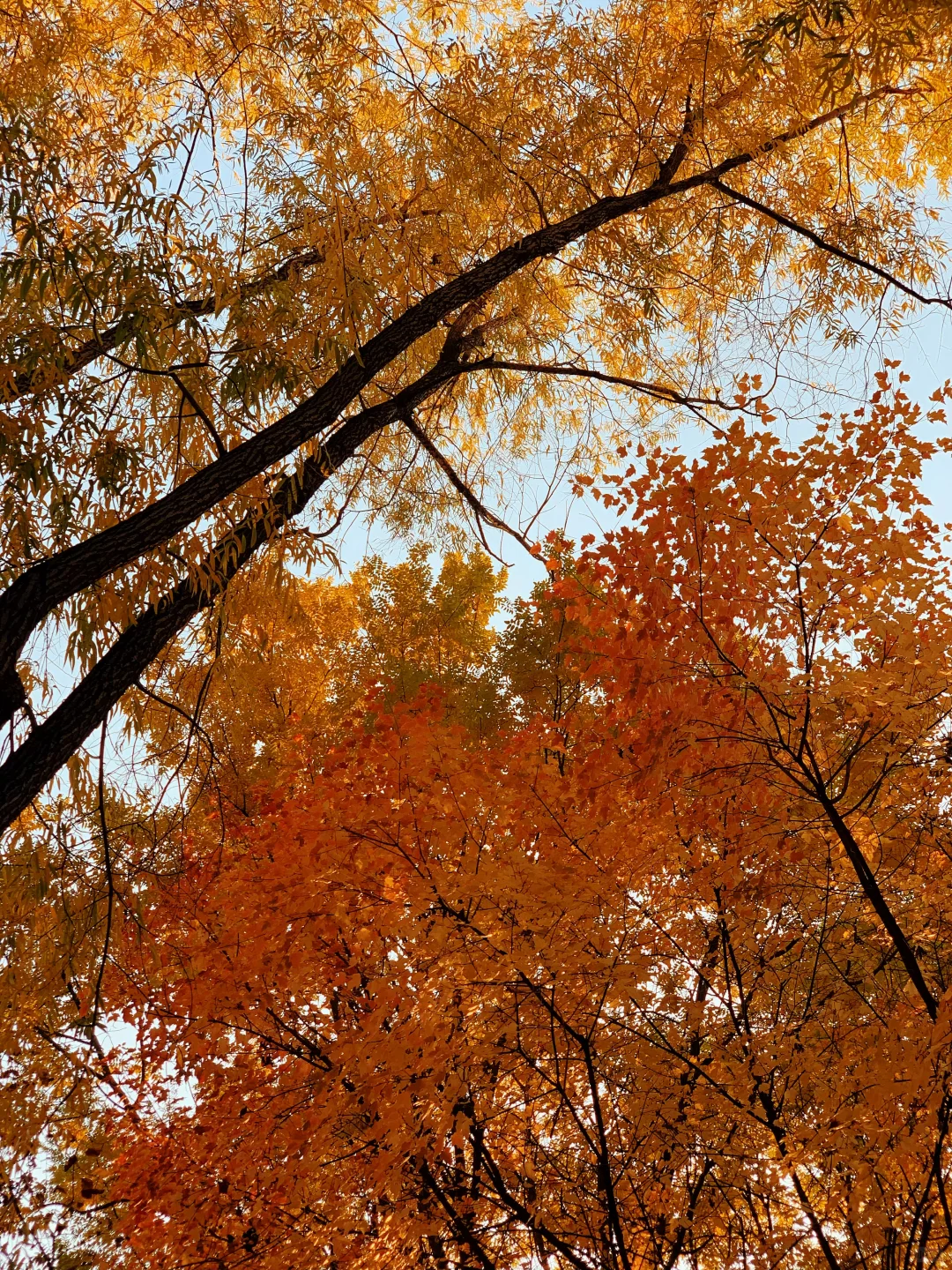 挖到太原秋景新坐标!!!!!!还有谁不知道!!!!