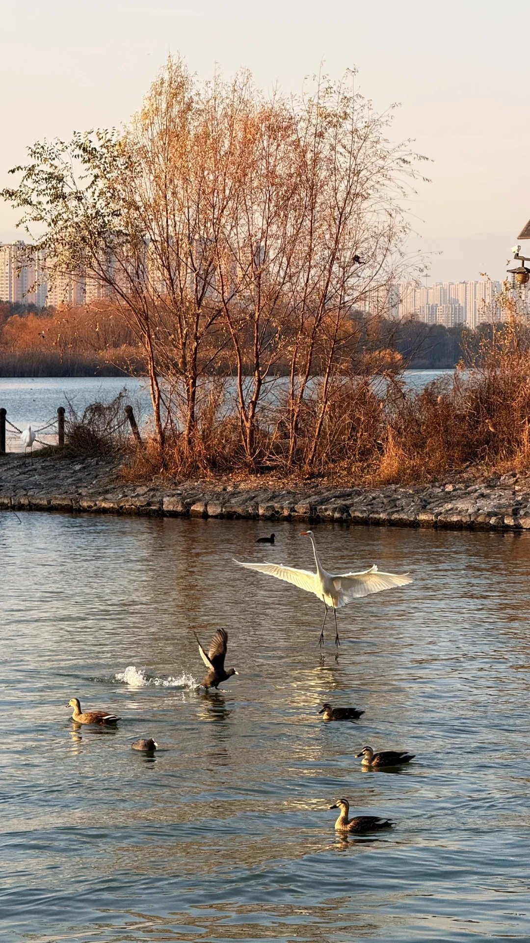 速来！太原冬日顶流已就位！白鹭美翻了！
