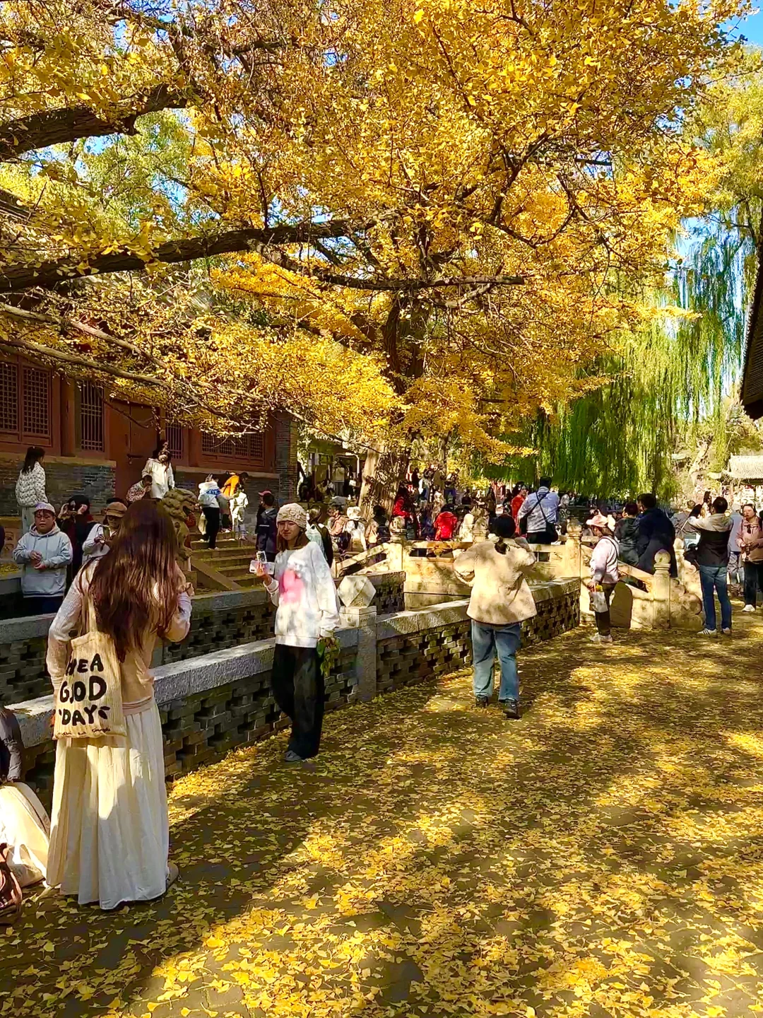 为了看晋祠五百年的银杏 来一次太原！
