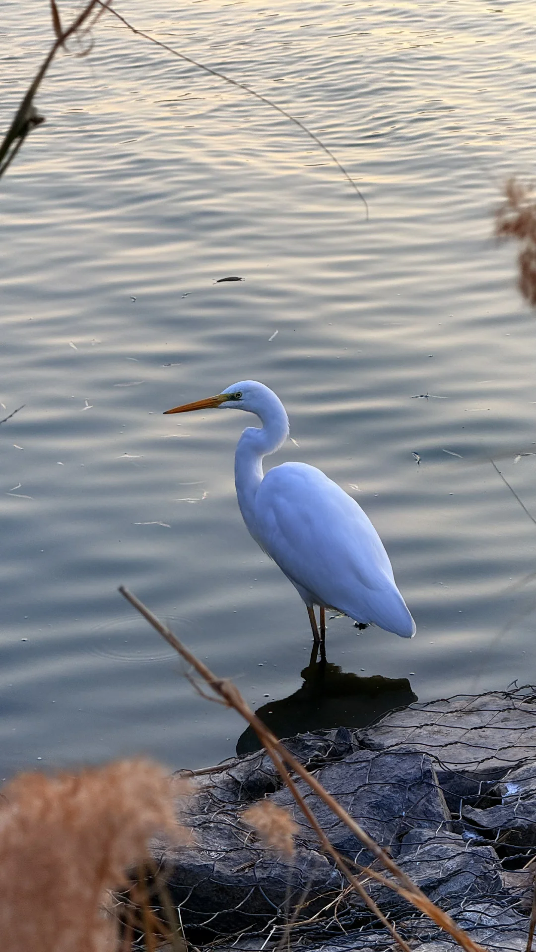 速来！太原冬日顶流已就位！白鹭美翻了！