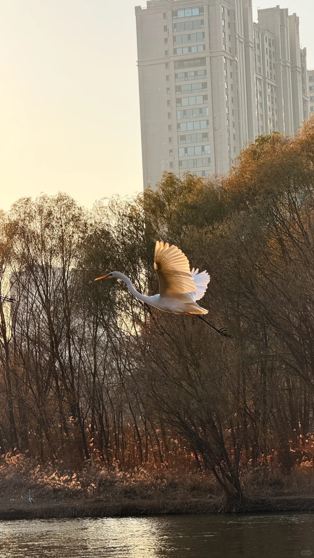 速来！太原冬日顶流已就位！白鹭美翻了！