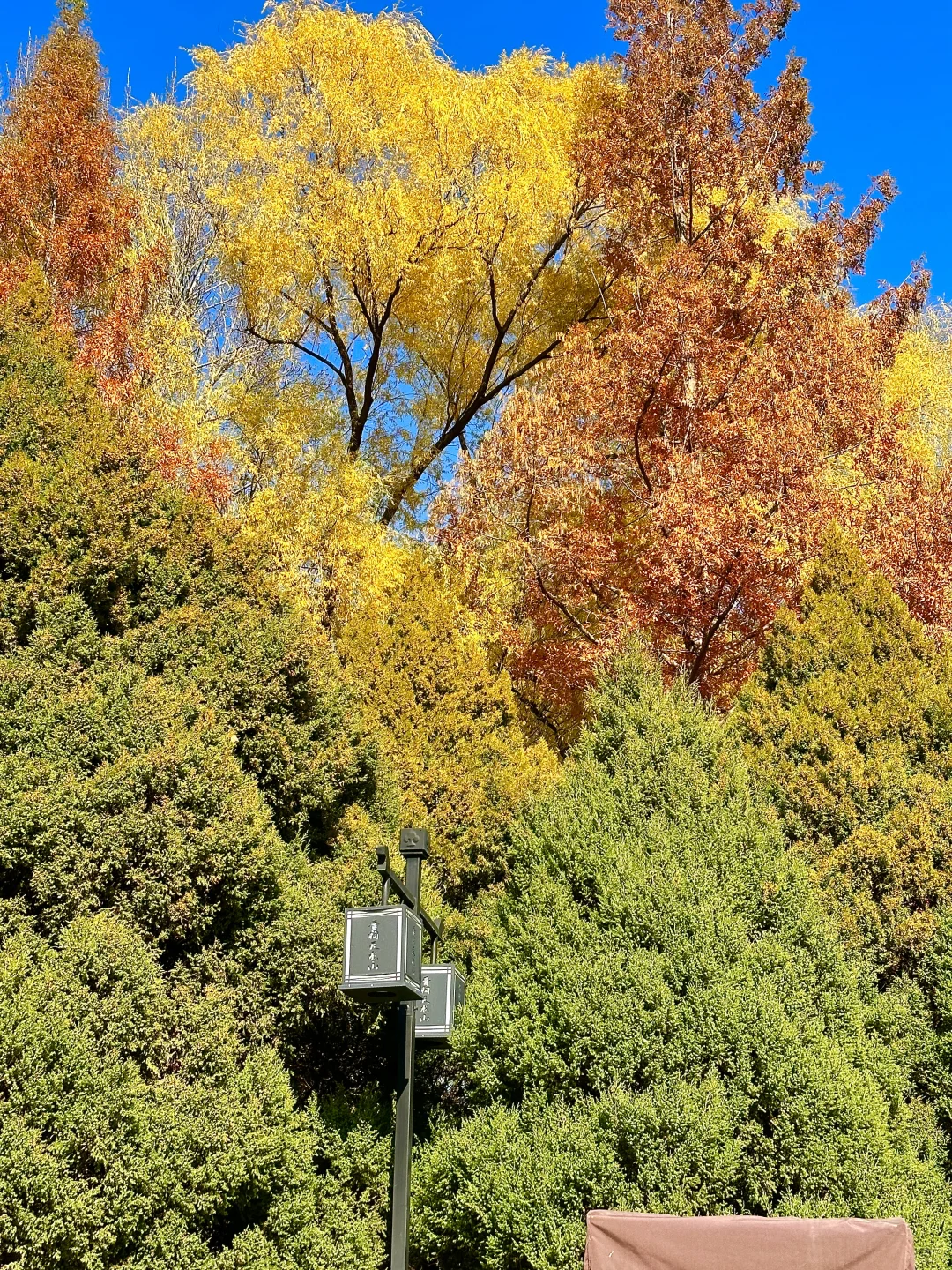 为了看晋祠五百年的银杏 来一次太原！