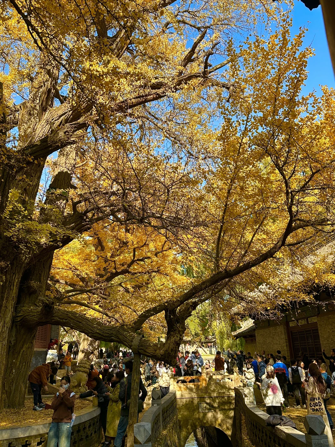 为了看晋祠五百年的银杏 来一次太原！