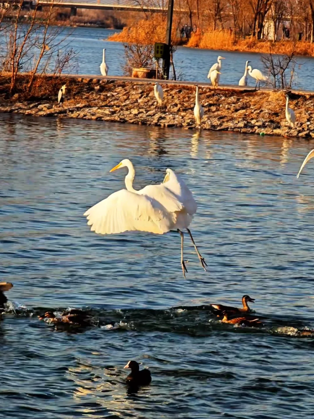 太原湿地公园有白鹭，大太原的环境越来越好