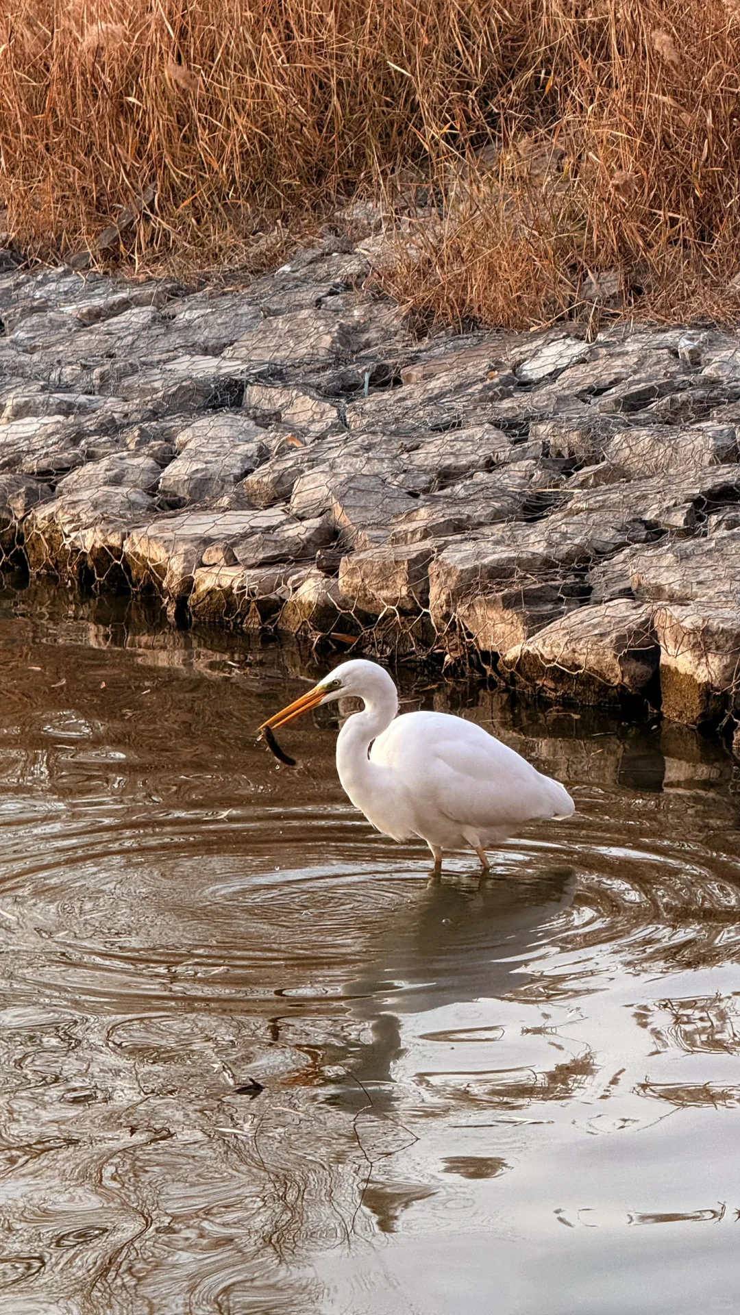 速来！太原冬日顶流已就位！白鹭美翻了！
