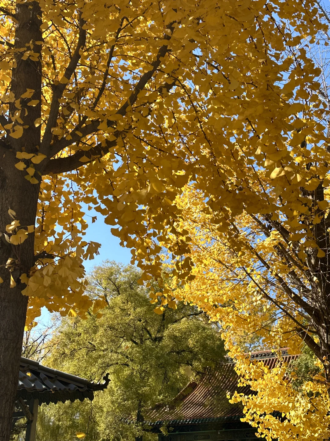 为了看晋祠五百年的银杏 来一次太原！