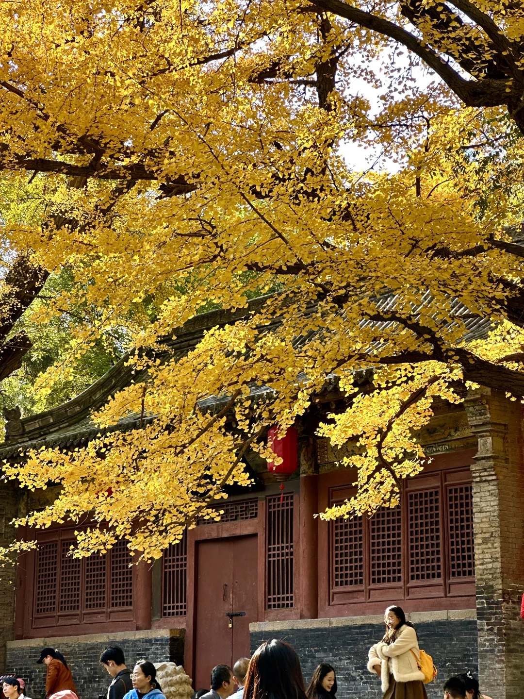 为了看晋祠五百年的银杏 来一次太原！