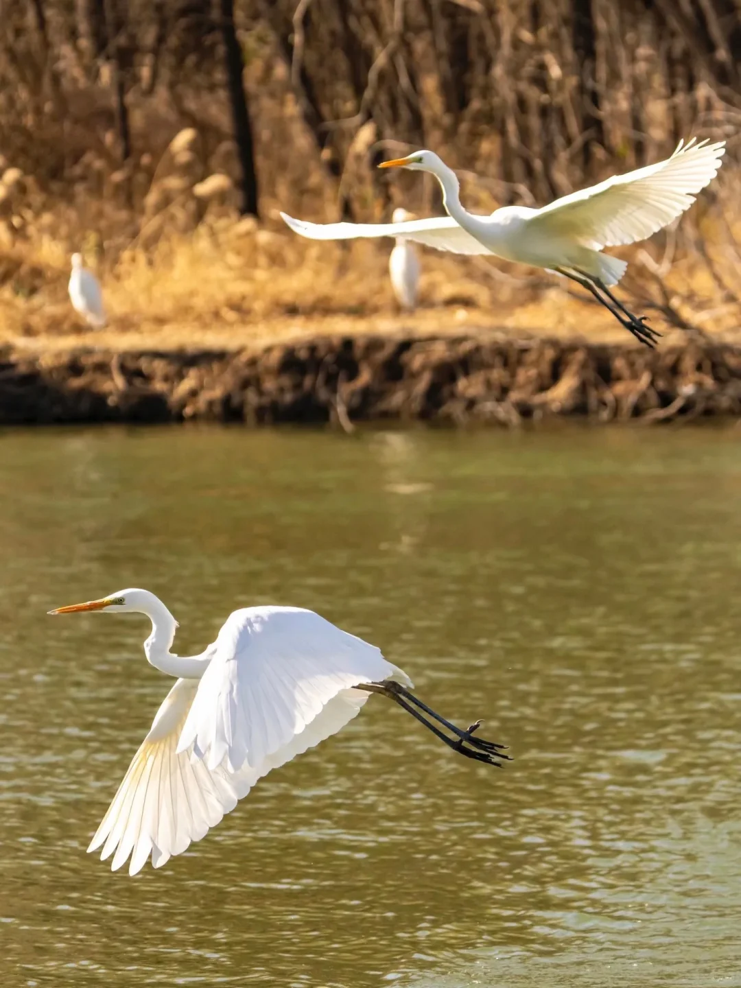 太原湿地公园有白鹭，大太原的环境越来越好