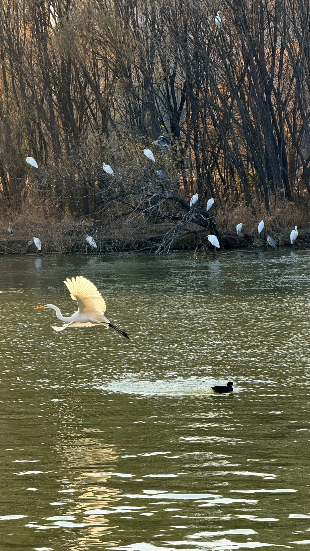 速来！太原冬日顶流已就位！白鹭美翻了！