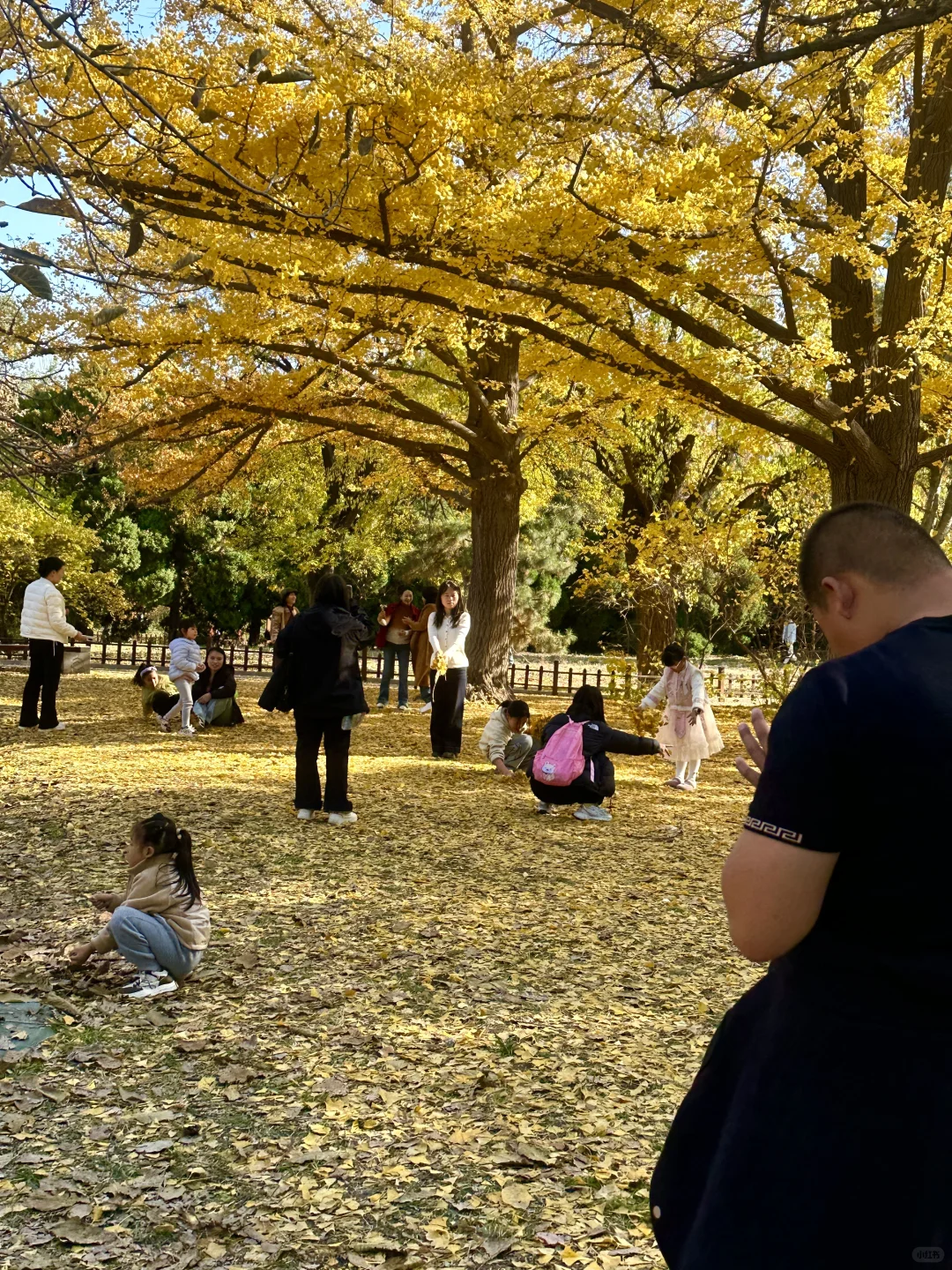 为了看晋祠五百年的银杏 来一次太原！