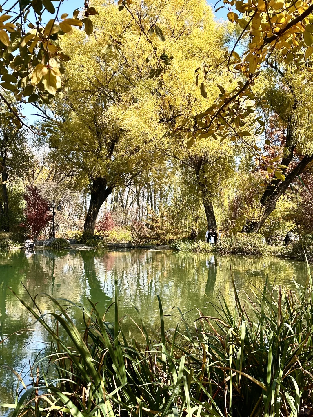 为了看晋祠五百年的银杏 来一次太原！