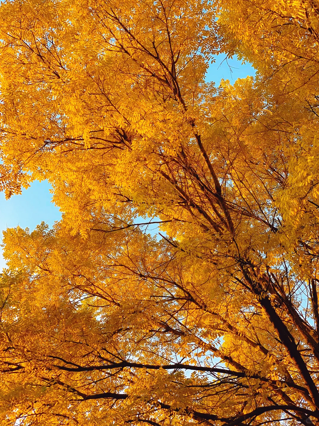 挖到太原秋景新坐标!!!!!!还有谁不知道!!!!