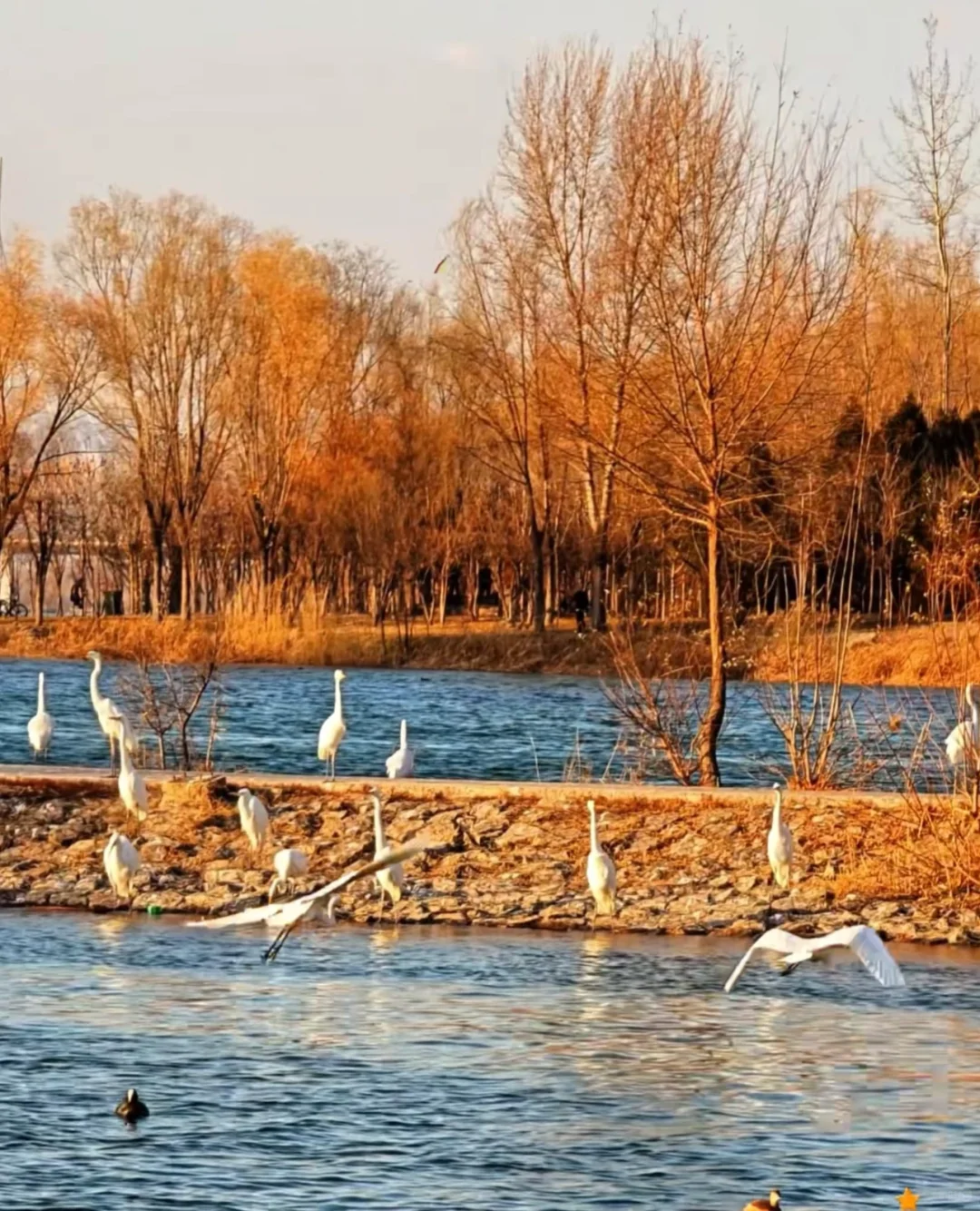 太原湿地公园有白鹭，大太原的环境越来越好