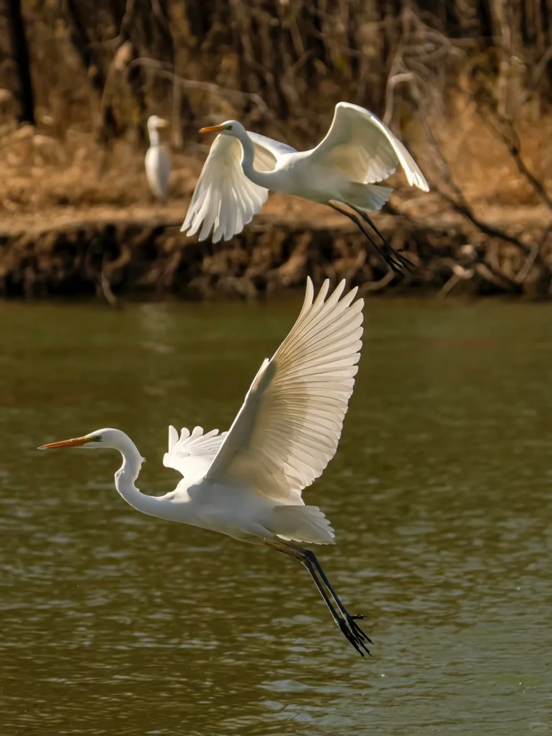 太原湿地公园有白鹭，大太原的环境越来越好