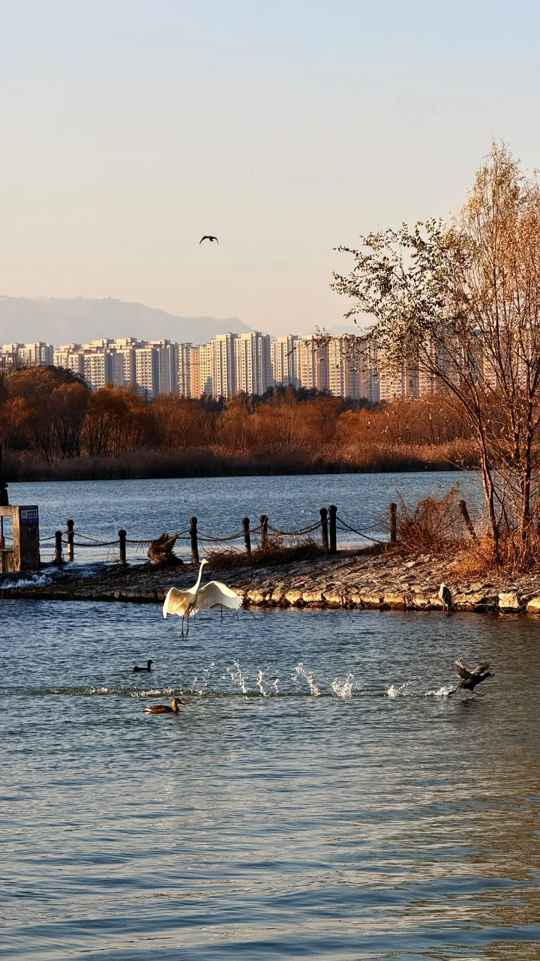 速来！太原冬日顶流已就位！白鹭美翻了！