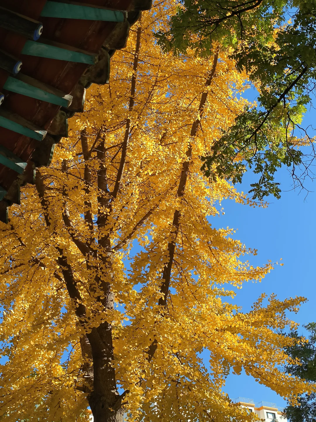 长治秋日限定🧡出片像呼吸一样简单❗