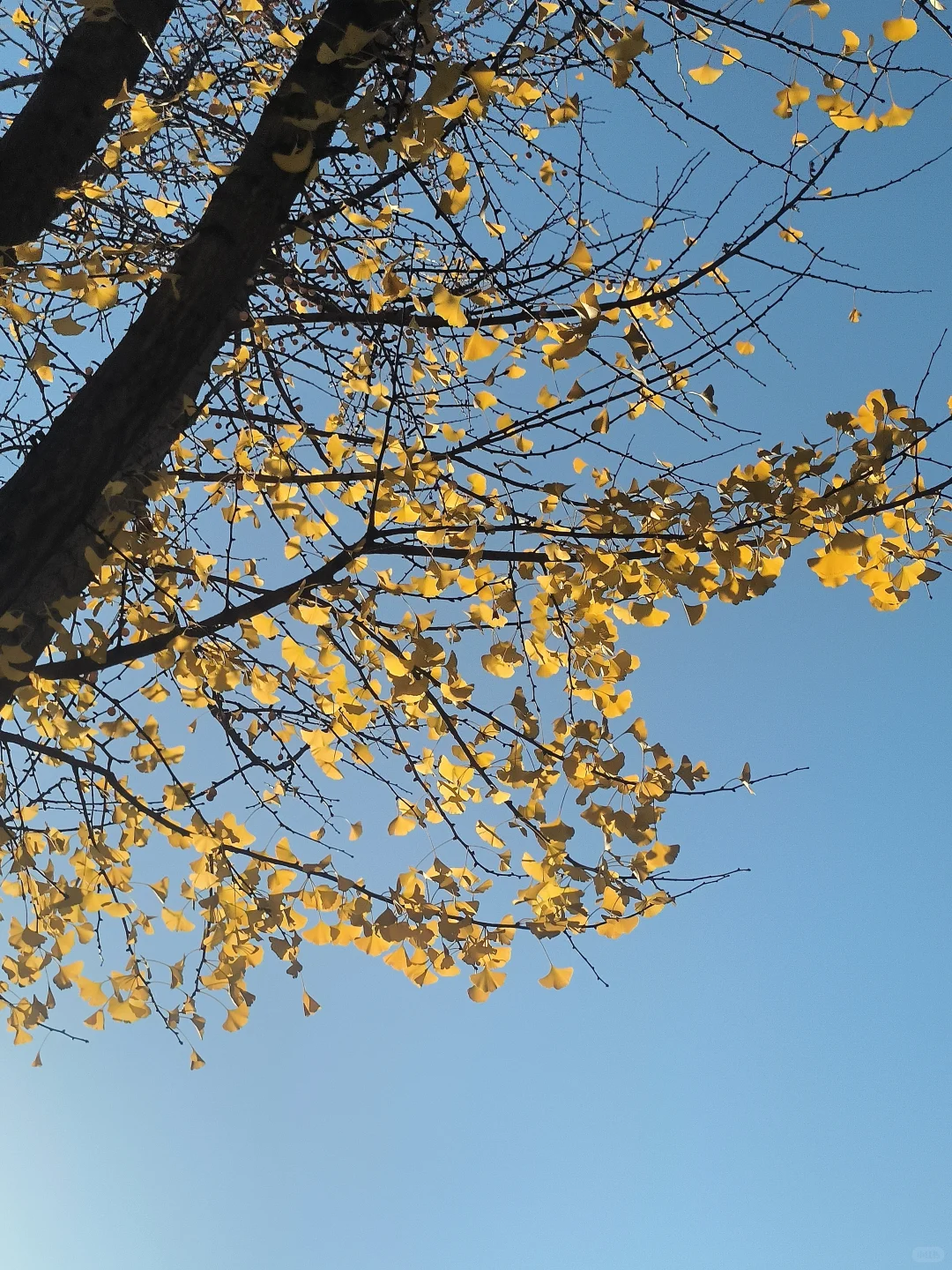 长治秋日限定🧡出片像呼吸一样简单❗