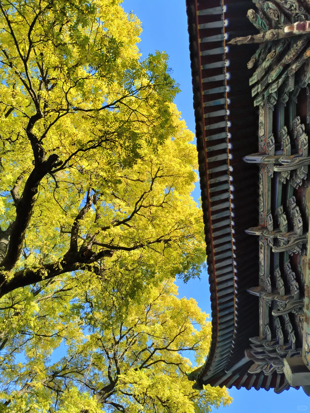 长治秋日限定🧡出片像呼吸一样简单❗