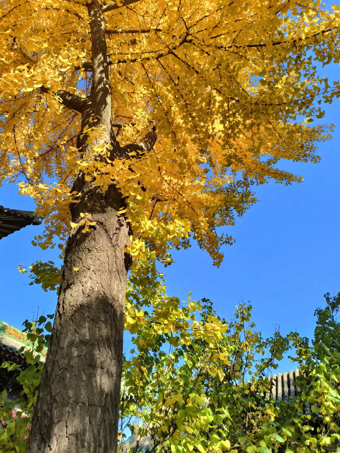 长治秋日限定🧡出片像呼吸一样简单❗