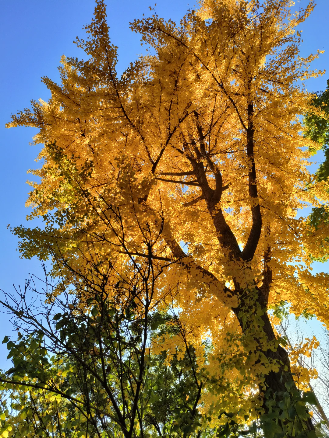 长治秋日限定🧡出片像呼吸一样简单❗