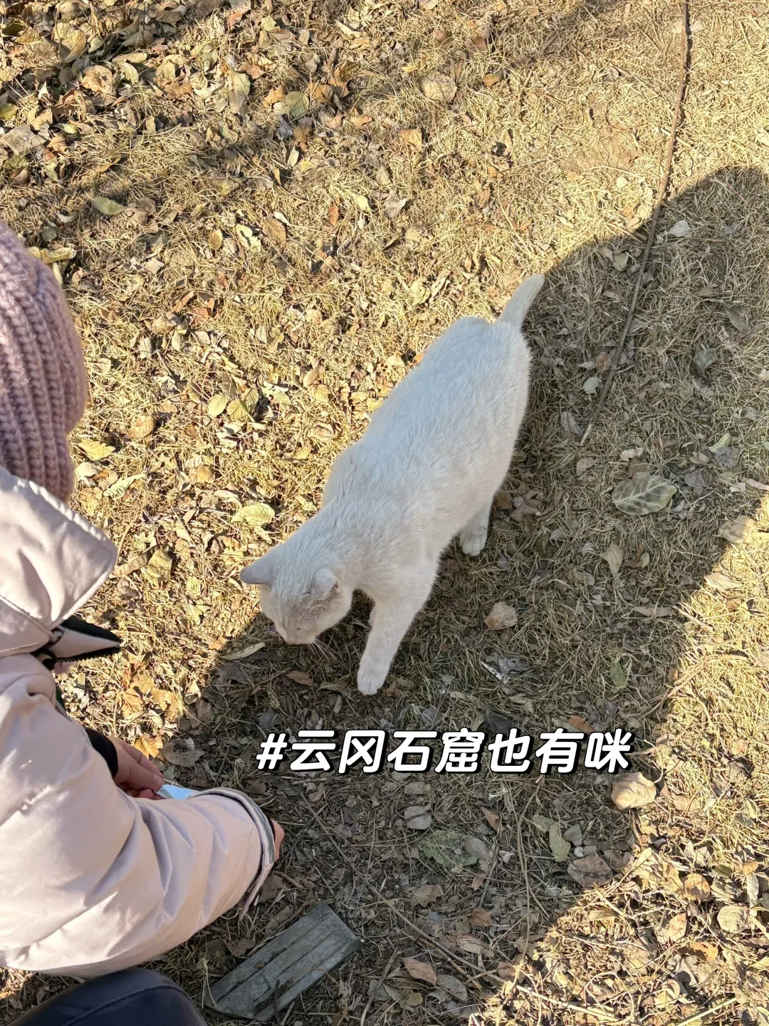 大同云冈石窟半日游