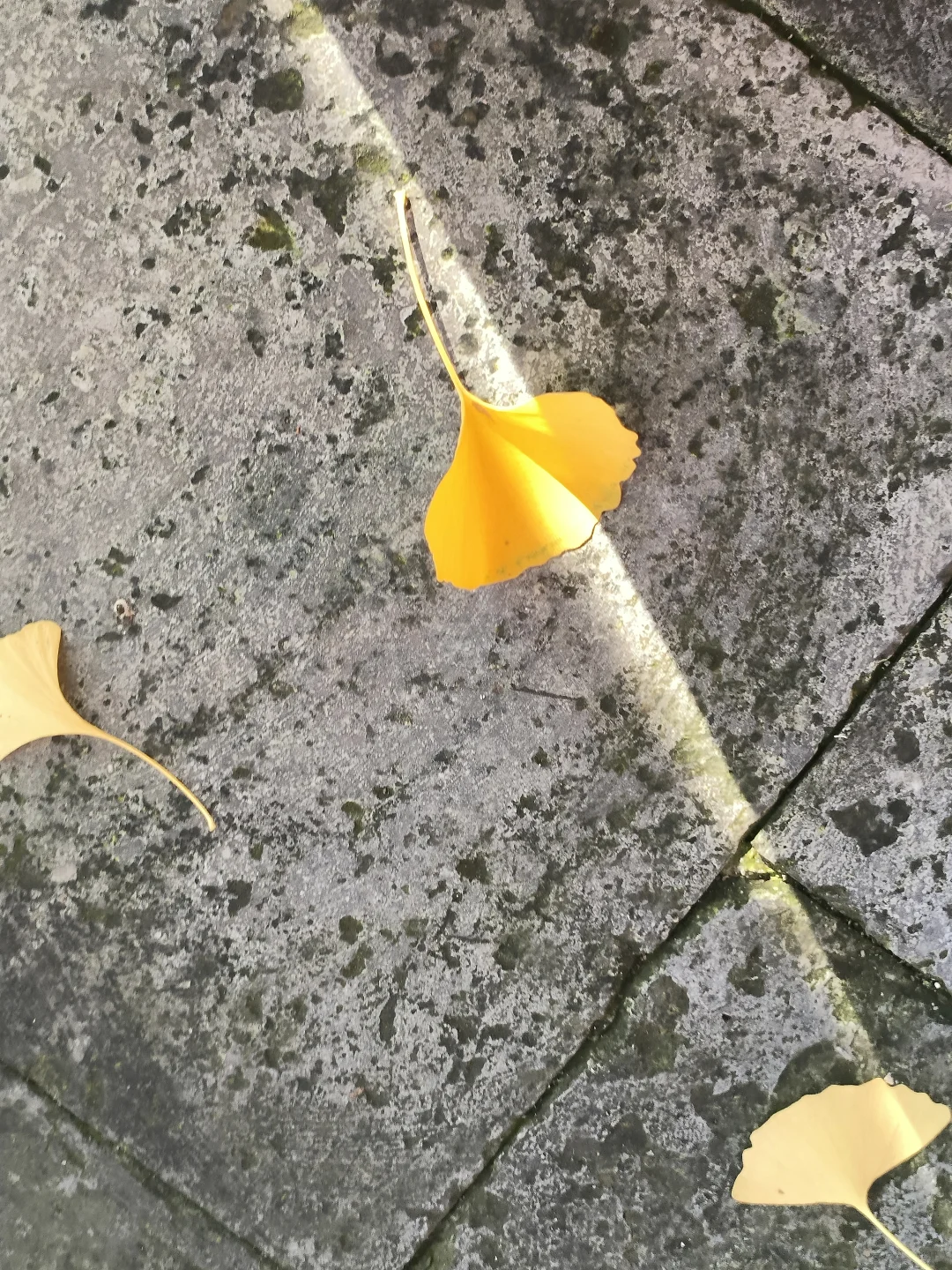 长治秋日限定🧡出片像呼吸一样简单❗