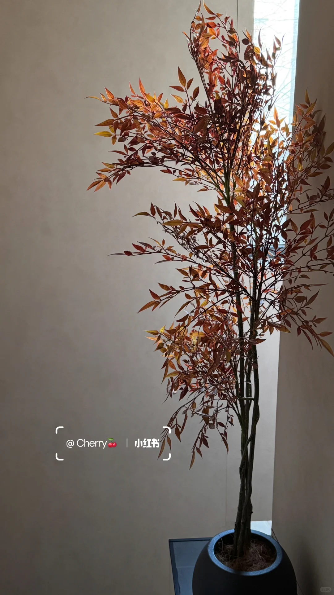 谁懂啊！在大同住进了我的梦想小院🍂