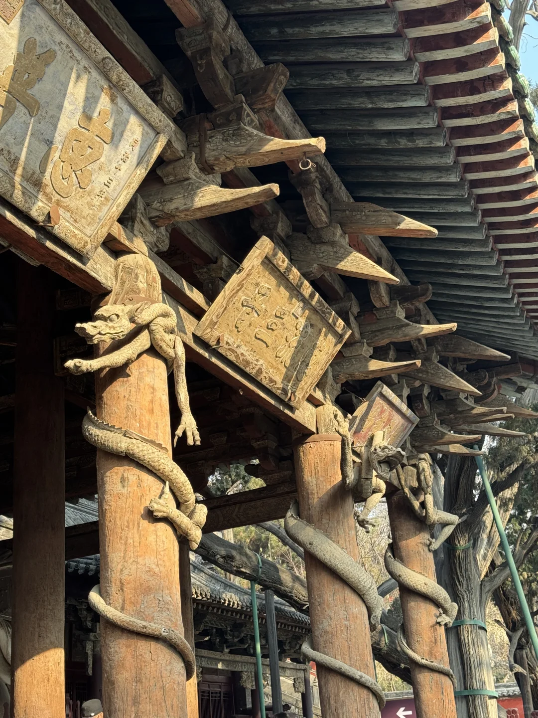 🌿在太原，我被一棵3000岁的古树，彻底治愈了