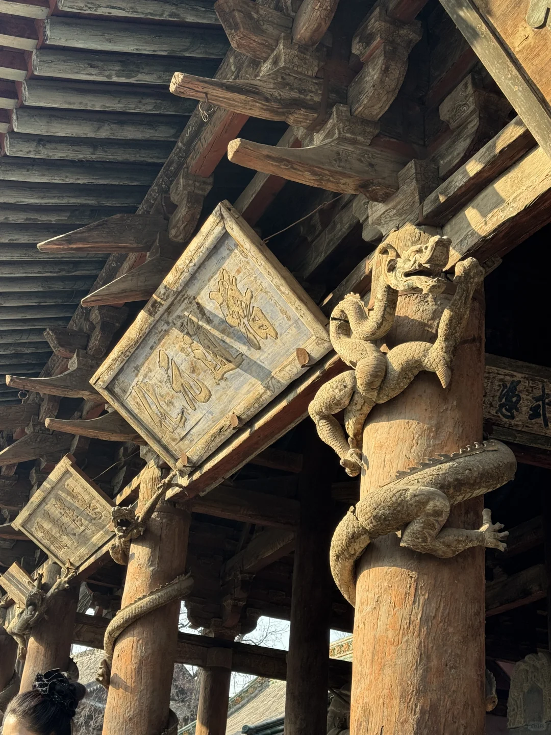 🌿在太原，我被一棵3000岁的古树，彻底治愈了