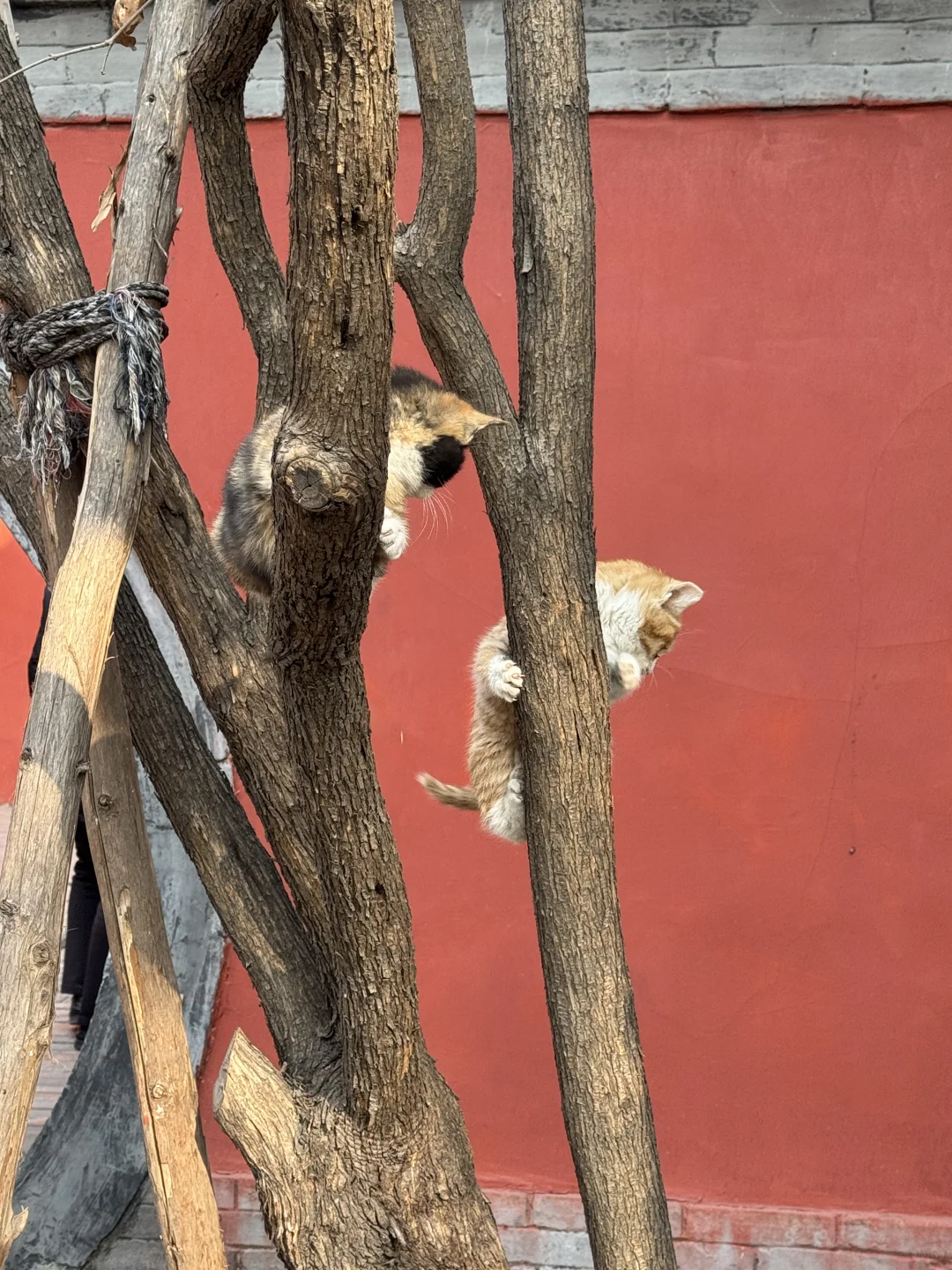 🌿在太原，我被一棵3000岁的古树，彻底治愈了