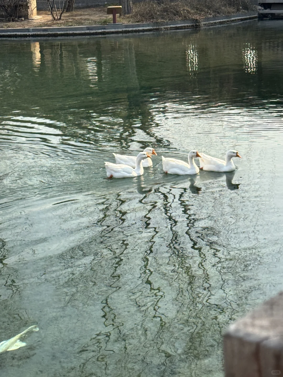 🌿在太原，我被一棵3000岁的古树，彻底治愈了