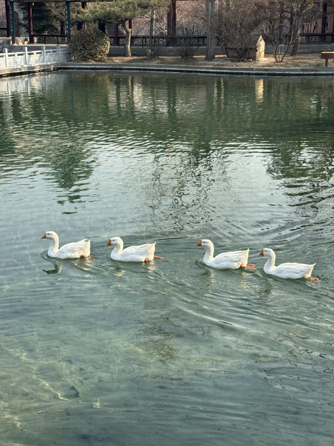 🌿在太原，我被一棵3000岁的古树，彻底治愈了