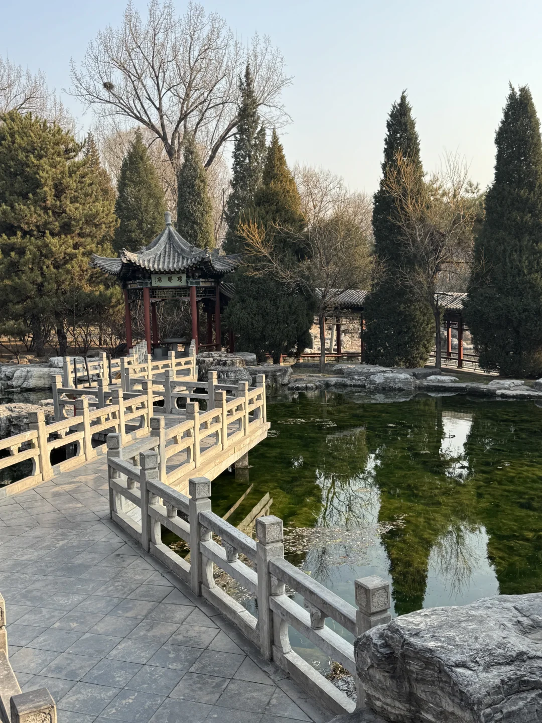 🌿在太原，我被一棵3000岁的古树，彻底治愈了