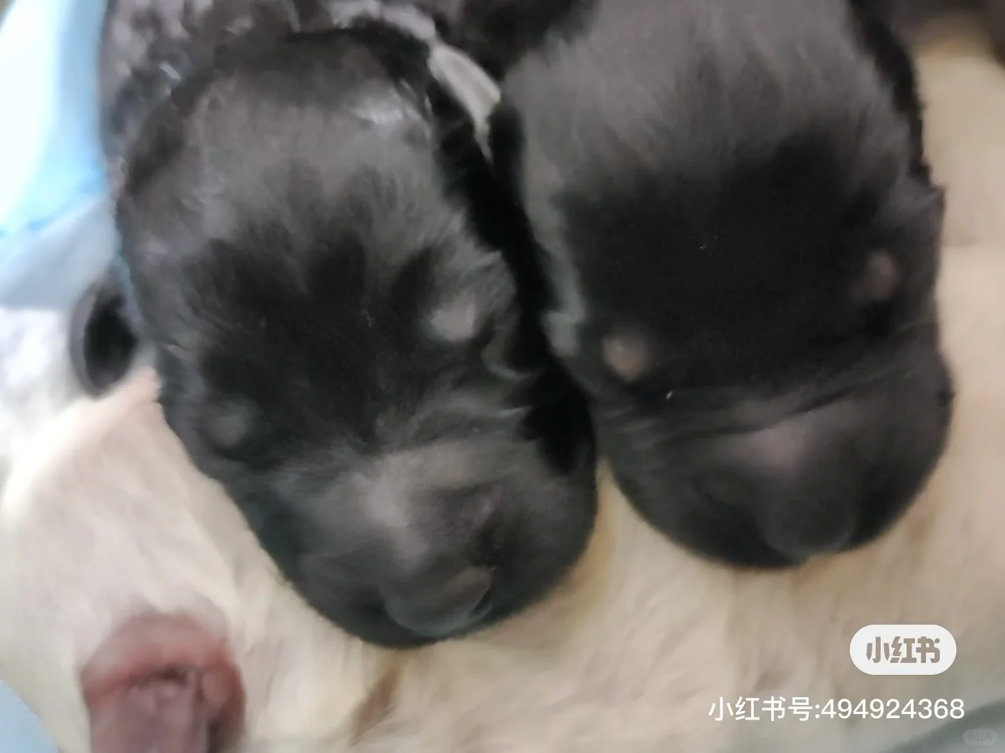 拉布拉多幼犬！长治自提！