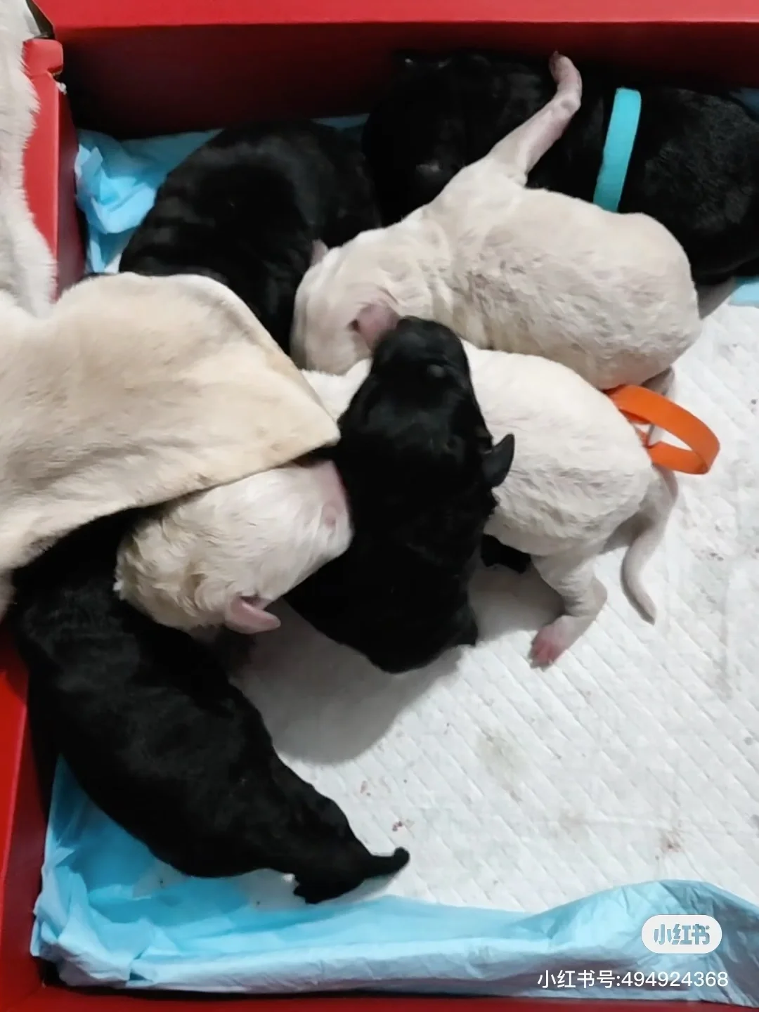 拉布拉多幼犬！长治自提！