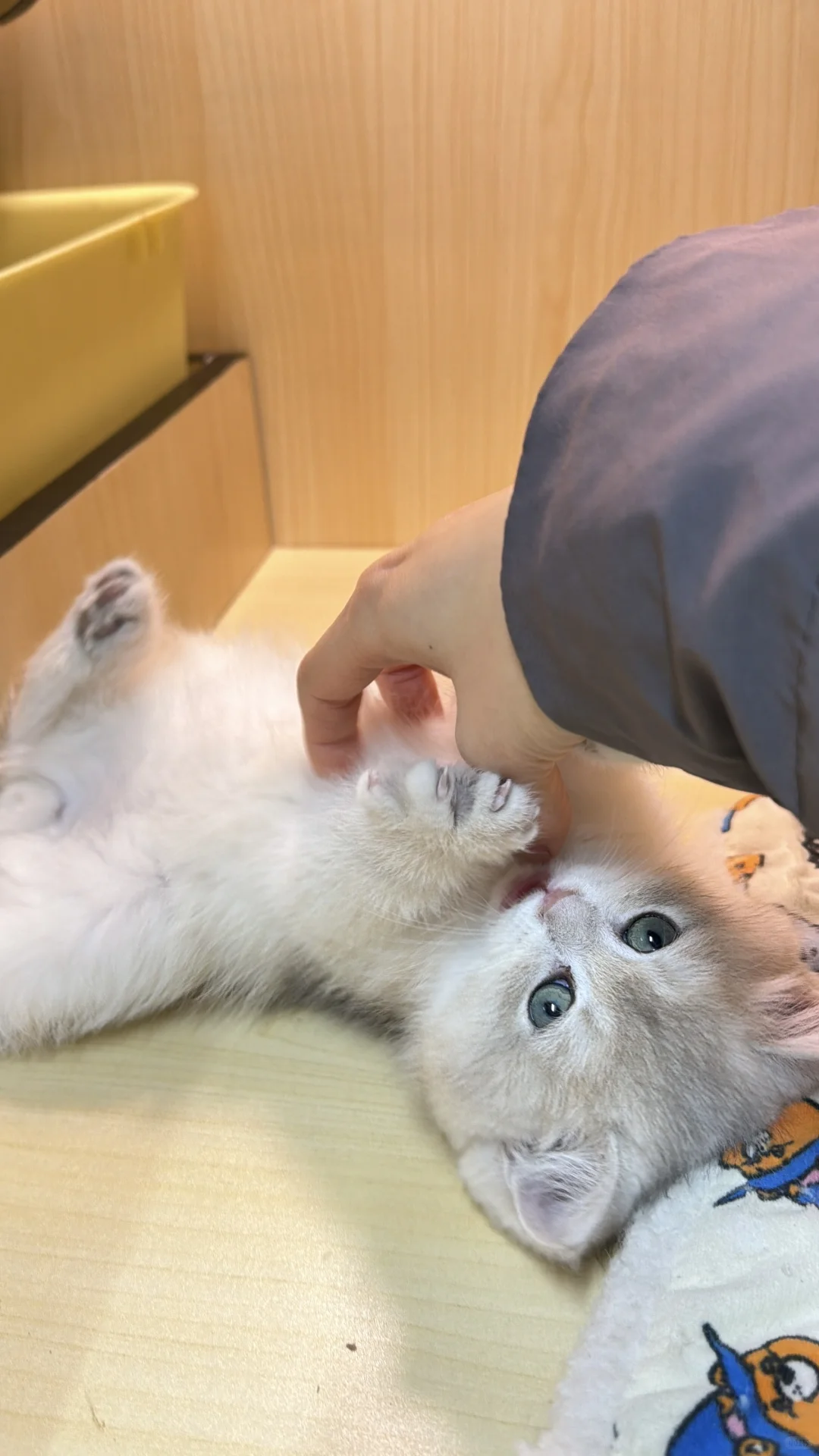 长治本地蓝金宝宝