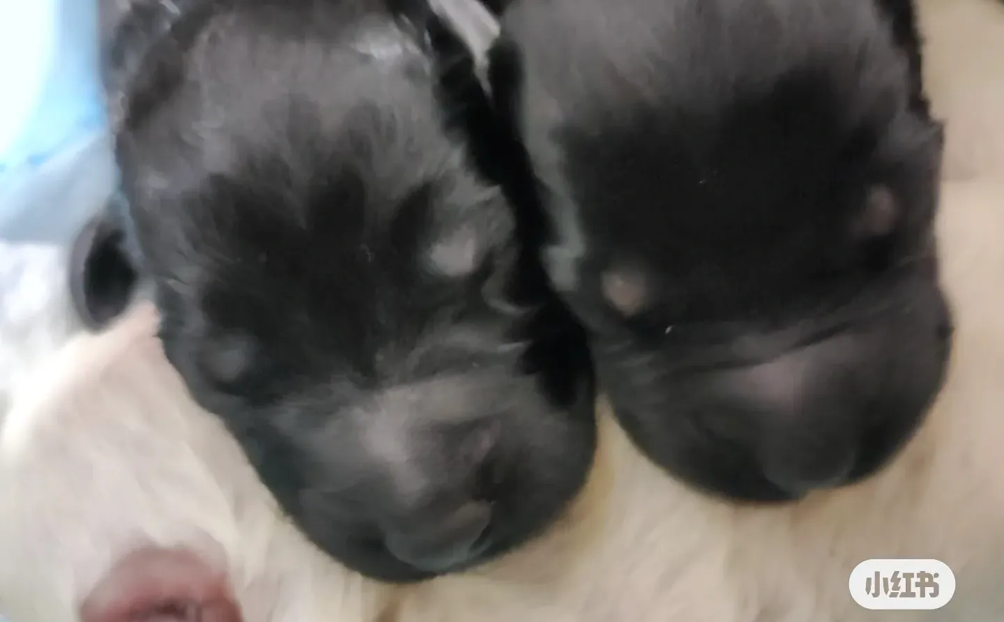 拉布拉多幼犬！长治自提！