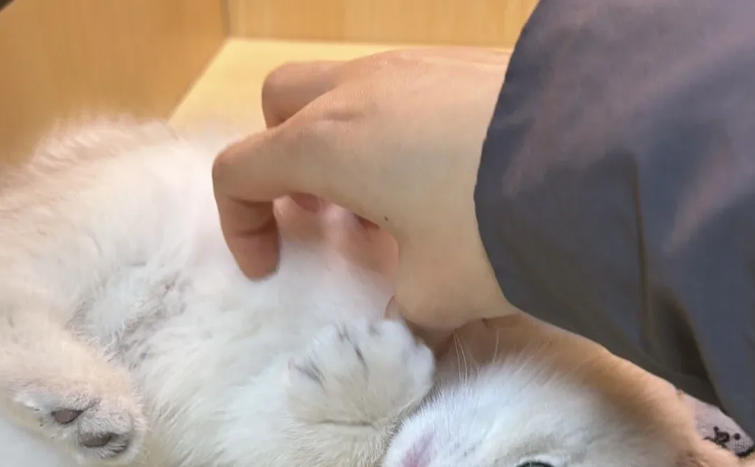 长治本地蓝金宝宝