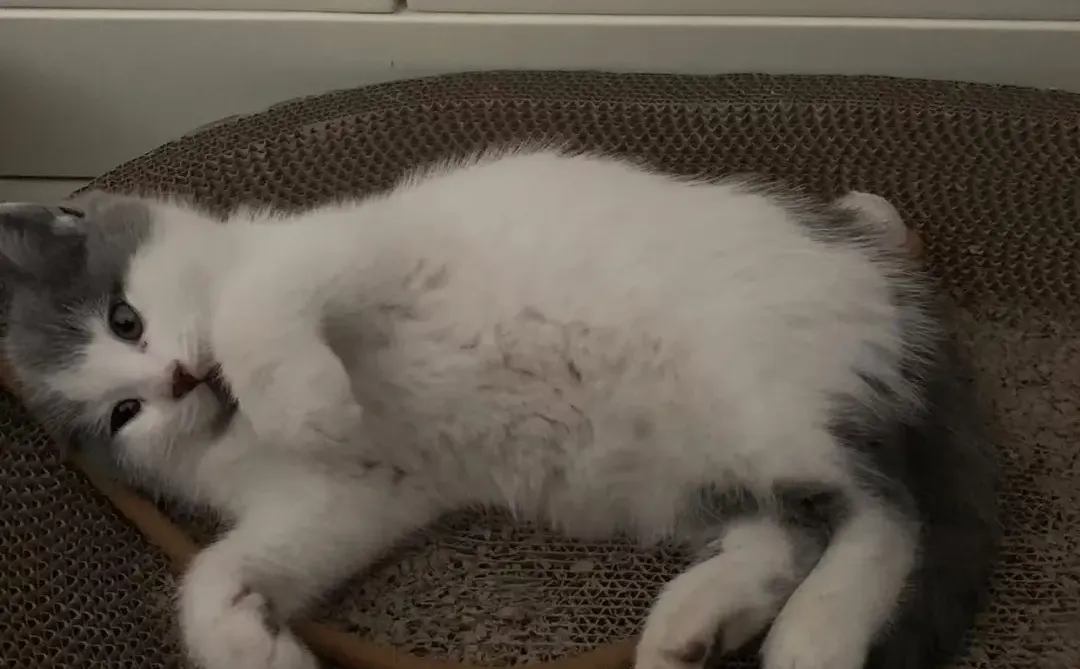 山西太原小猫领养