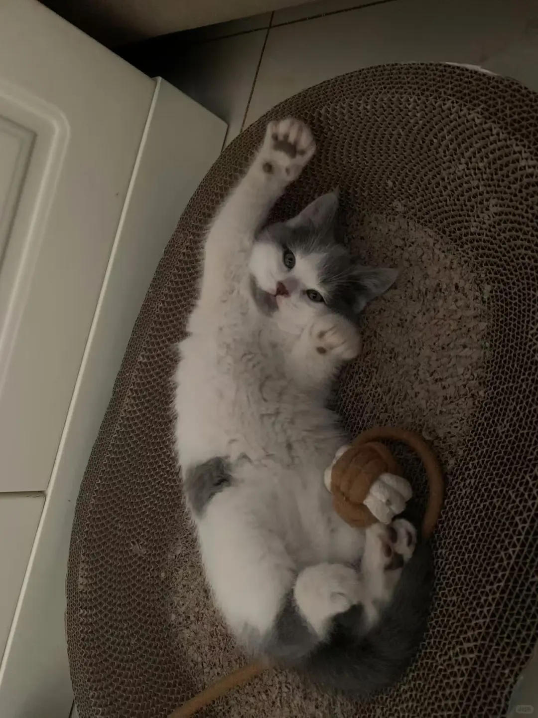 山西太原小猫领养