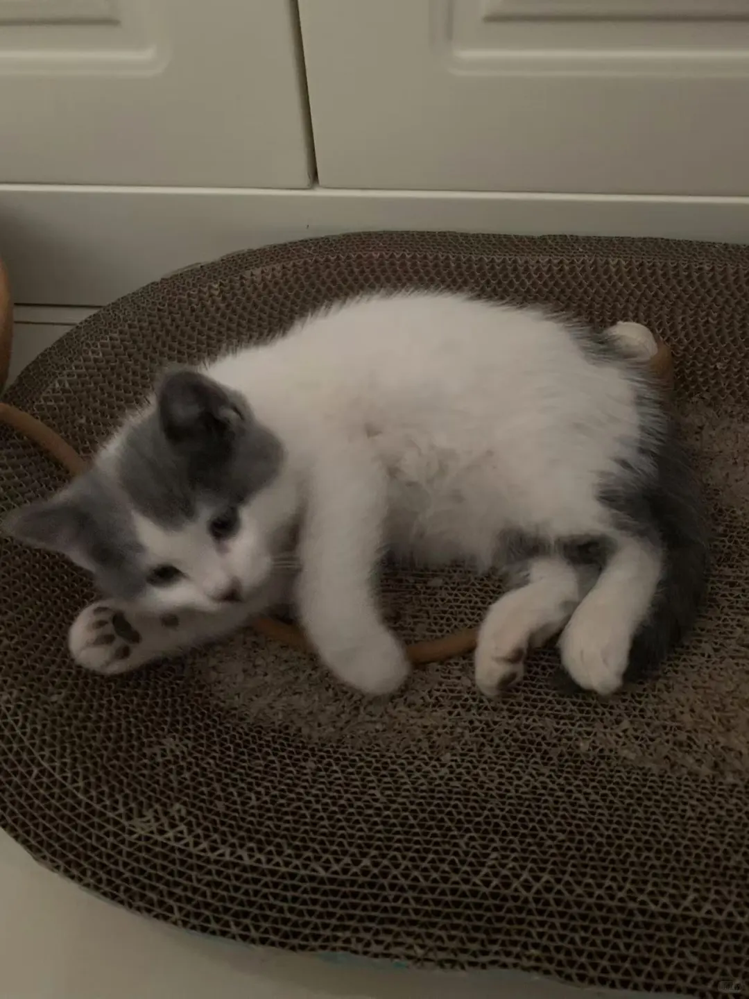 山西太原小猫领养